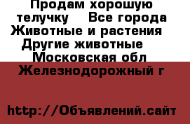 Продам хорошую телучку. - Все города Животные и растения » Другие животные   . Московская обл.,Железнодорожный г.